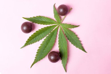 Esrar çikolataları ve pembe arka planda yeşil yaprak. Ruh halini ve rahatlığını arttırmak için tıbbi marihuana kahve tatlısı.