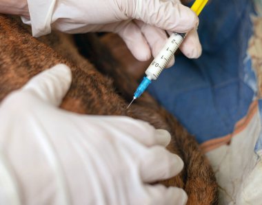 Veteriner hasta bir köpeğe iğne yapıyor. Doktor elinde ilaçlı bir şırınga tutuyor. Veteriner ambulansı. tedavi hayvan yakın plan