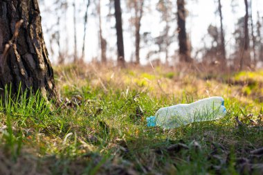 Plastik şişe, ormanda bir ağacın altındaki çimlerin üzerinde güneş ışığının altında yatıyor. Çevre kirliliği, doğal çevre