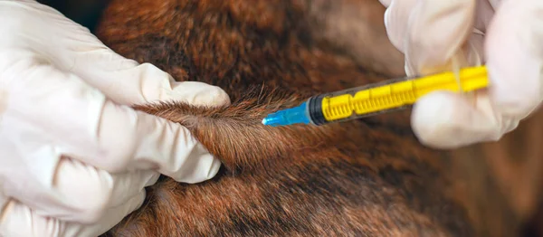 vaccination for a pet. doctor vet gives an injection to an animal