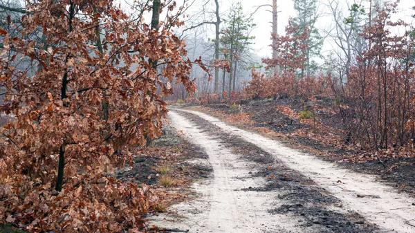 Väg i en dimmig morgon skog landskap — Stockfoto