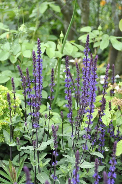 Flowering catnip plant — Stock Photo, Image