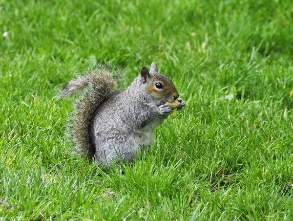 Grijze eekhoorn op een gazon Rechtenvrije Stockfoto's