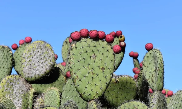 Kaktus pir berduri — Stok Foto