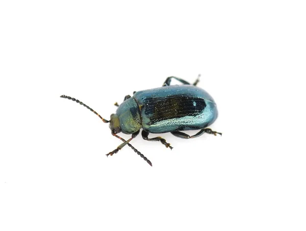 Blue willow beetle — Stock Photo, Image