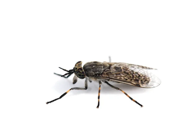 Horse fly Cleg — Stock Photo, Image