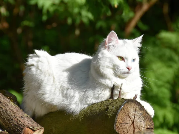beyaz kedi açık