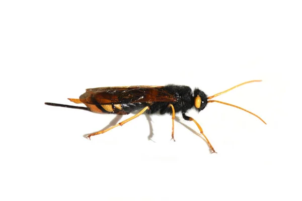 Giant wood wasp — Stock Photo, Image