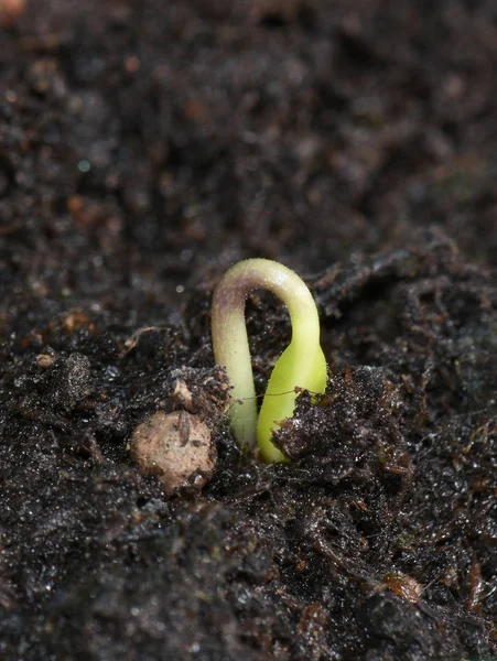 Plant sprouting from soil Stock Image