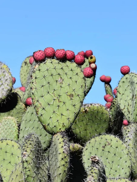 Cactus de pera espinosa Imágenes de stock libres de derechos