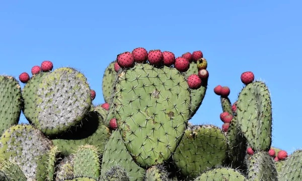 Cactus de pera espinosa Imagen de stock