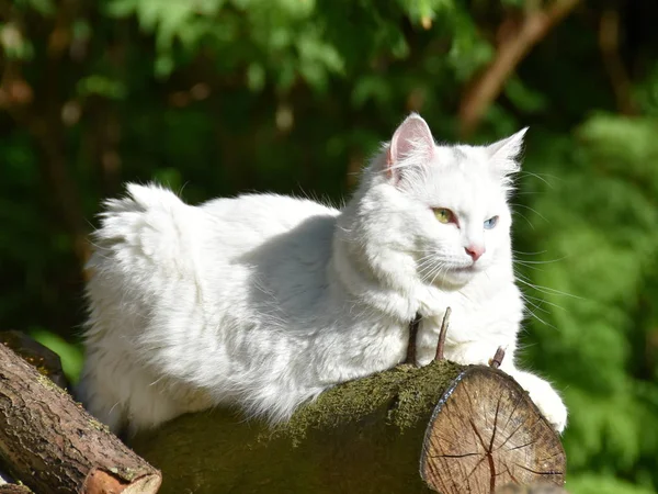 屋外の白猫 ストックフォト