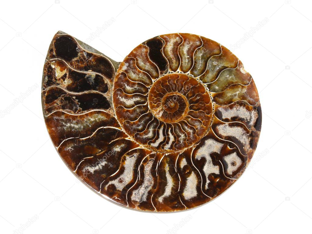 Ammonite on white background