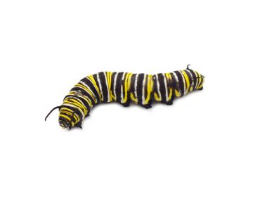 Monarch kelebek larva