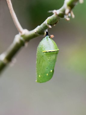 Monarch kelebek pupa
