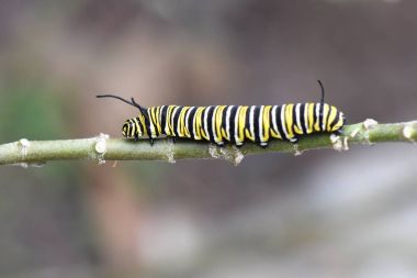 Monarch kelebek larva