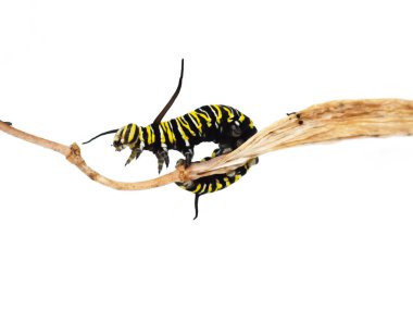 Monarch kelebek larva