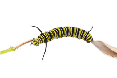 Monarch kelebek larva