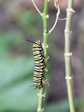 Monarch kelebek larva