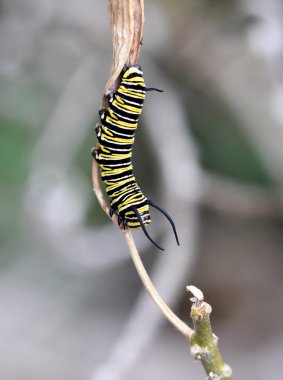 Monarch kelebek larva