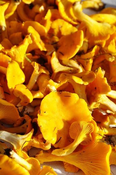 Closeup บนสีเหลือง chanterelles — ภาพถ่ายสต็อก