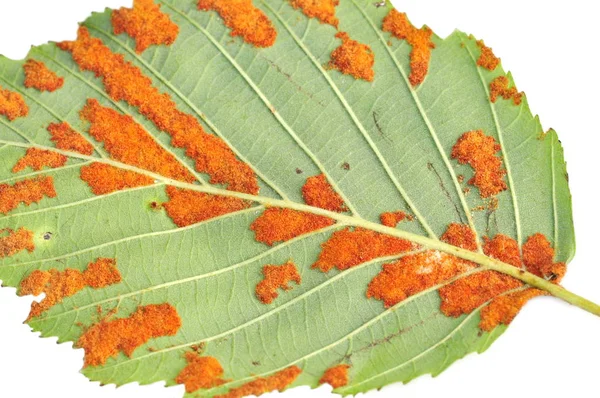 Alder rust fungus — Stock Photo, Image