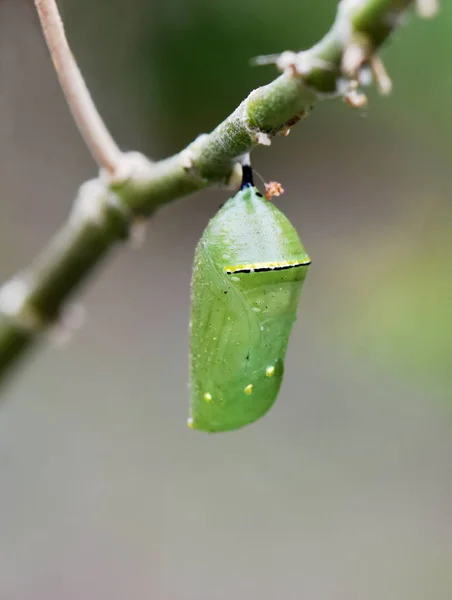 Monarca borboleta Pupae — Fotografia de Stock