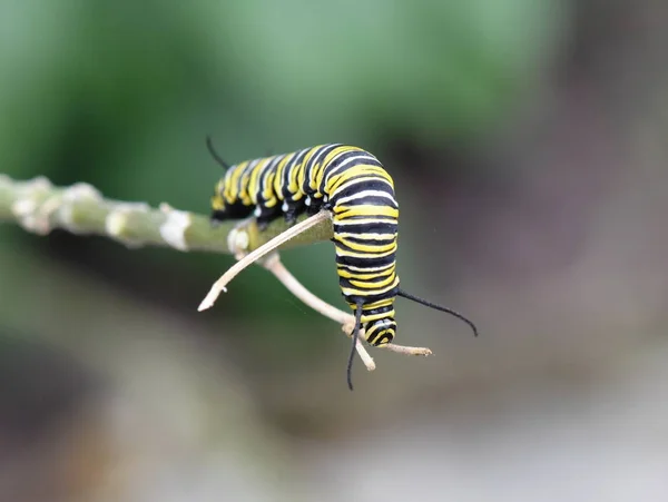 Метелик монарх личинок — стокове фото