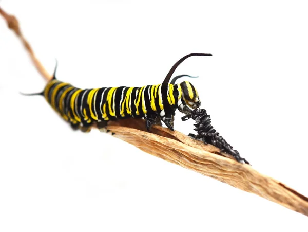 Larwy motyla Monarch — Zdjęcie stockowe