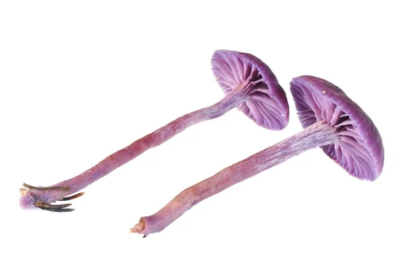 Amethyst deceiver mushroom Stock Image