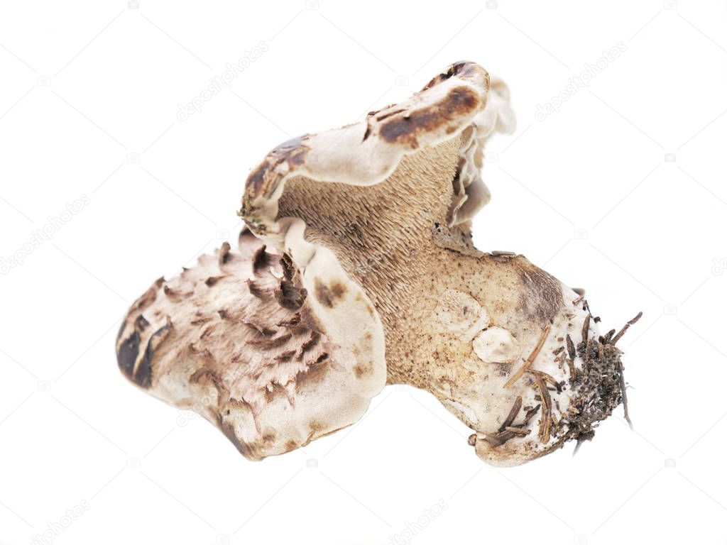 Shingled hedgehog mushroom
