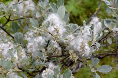 Gri yapraklı söğüt Salix Ladin tohumu