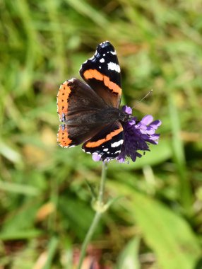 Kırmızı Amiral kelebek vanessa atalanta 