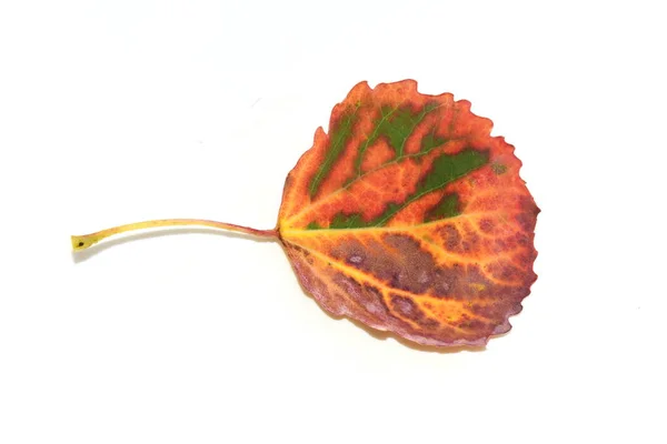 Closeup on single autum colored populus leaf — Stock Photo, Image