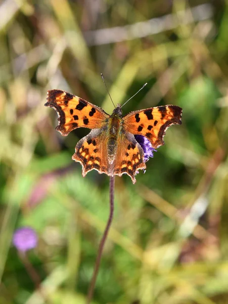 Polygonien c-album Schmetterling ernährt sich von Blume — Stockfoto