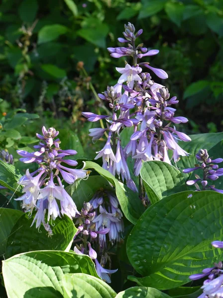 Purple plantain hosta lily flowers — Stock Photo, Image