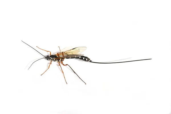 Sabre wasp Rhyssa persuasoria on white — Stock Photo, Image