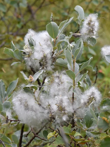 Salgueiro de folha cinzenta Salix glauca — Fotografia de Stock