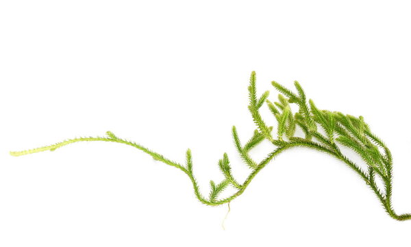 Flowerless plant Lycopodium clavatum