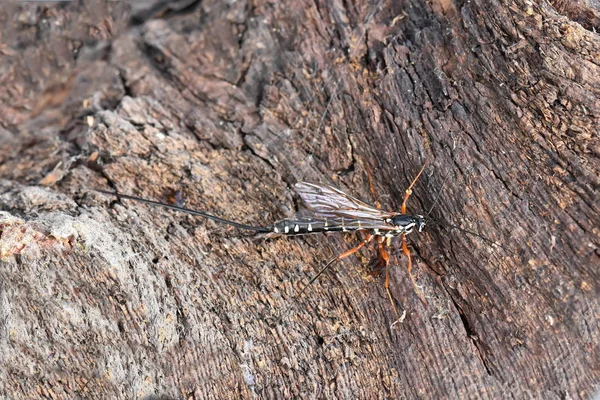 Rhyssa persuasoria with long ovipositor — Stock Photo, Image