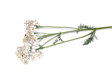 Portre üzerinde ortak civanperçemi