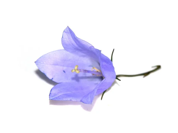 Bluebell blomma på vit — Stockfoto