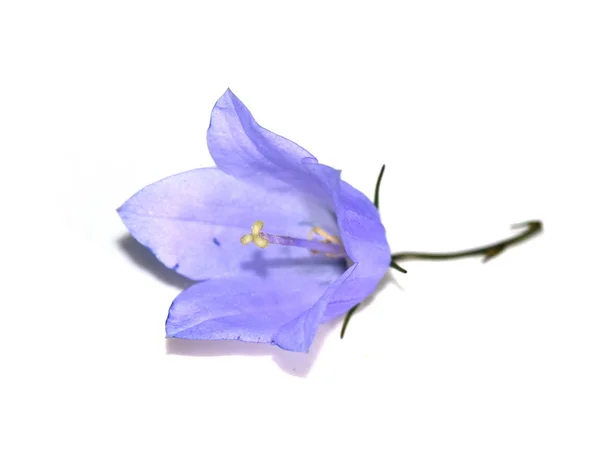 Bluebell çiçek beyaz