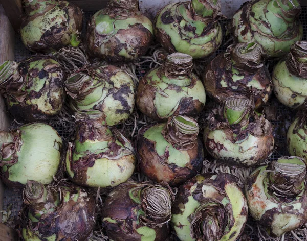 Hippeastrum veya Amaryllis ampul