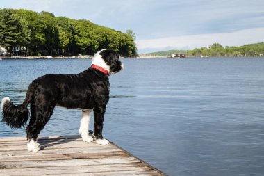 Köpek iskelede.