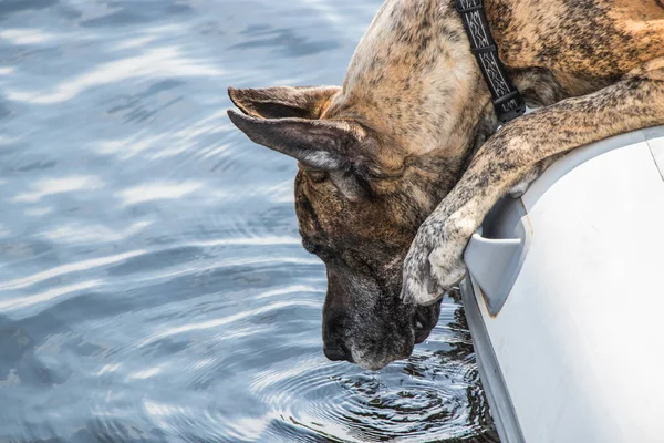 Dog getting a drink from the dingy — Stock Photo, Image