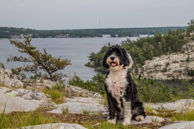 Portuguese Water Dog clipart