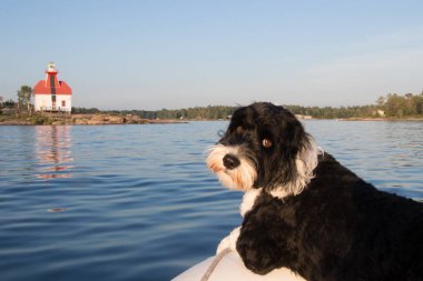 Portuguese Water Dog clipart