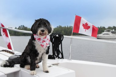 Kanada Günü köpeği