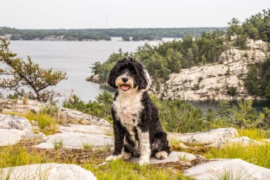 dog at the lookout at Covered Portage, Ontario, Canada clipart